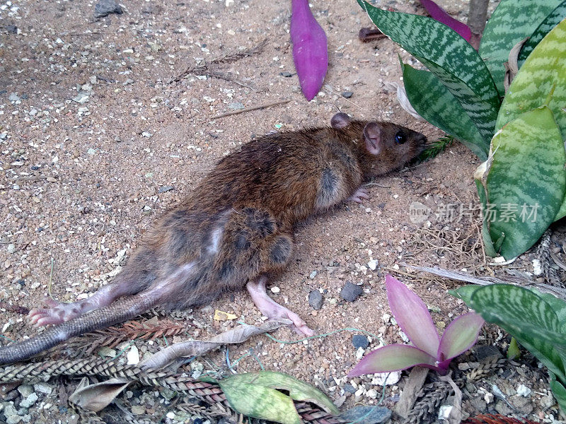 花园里有死老鼠