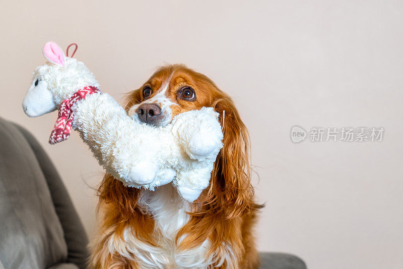 可爱的可卡犬玩玩具