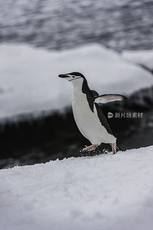 南极洲帕尔默群岛Hydrurga岩上的帽带企鹅。在干净的雪地上行走。