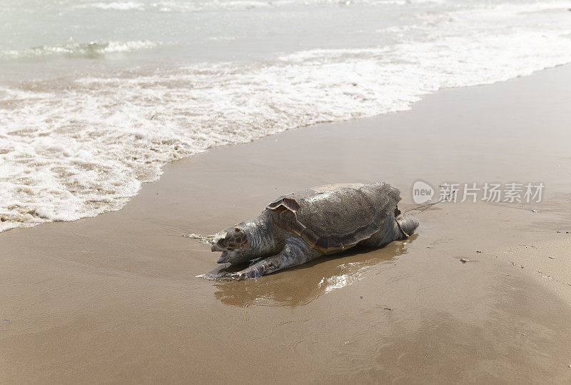 沙滩上有只死海龟。