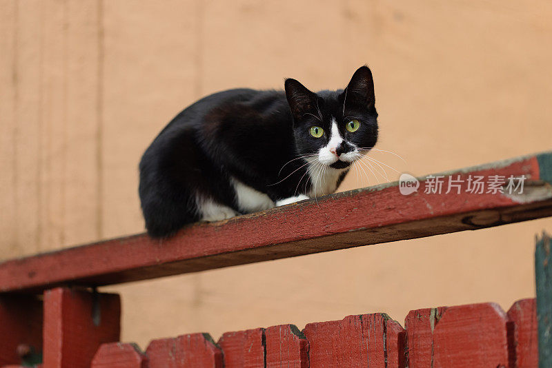 黑猫在木梁上休息