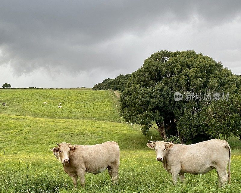暴风雨天在青山放养奶牛