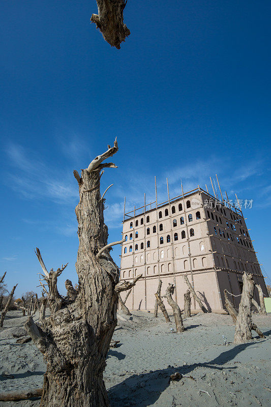 中国新疆戈壁沙漠干枯胡杨树干