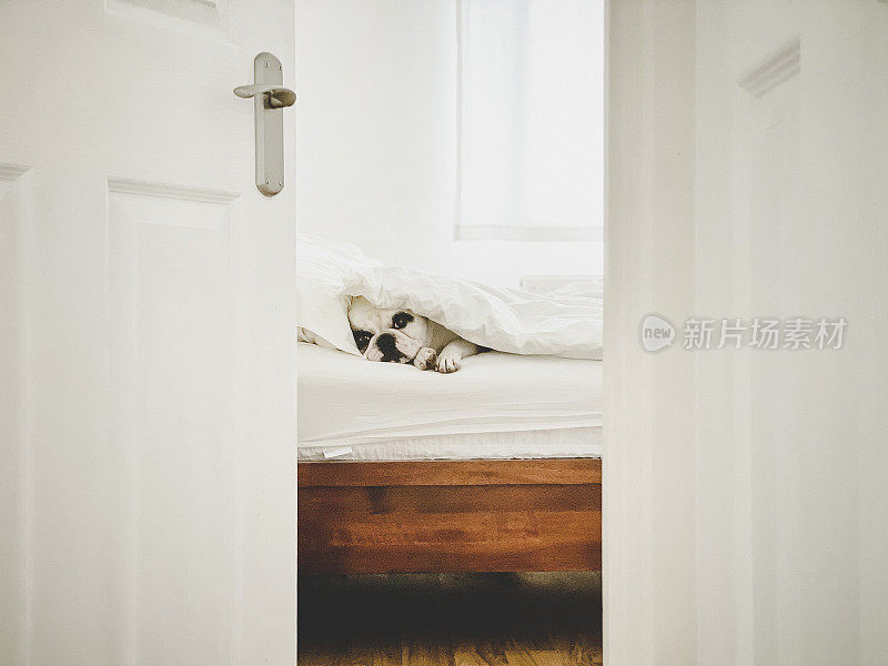 法国斗牛犬睡在人的床上，透过卧室的门看
