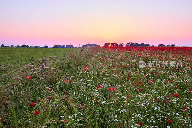 夕阳下的罂粟田