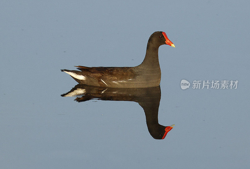 佛罗里达湿地的普通鸡