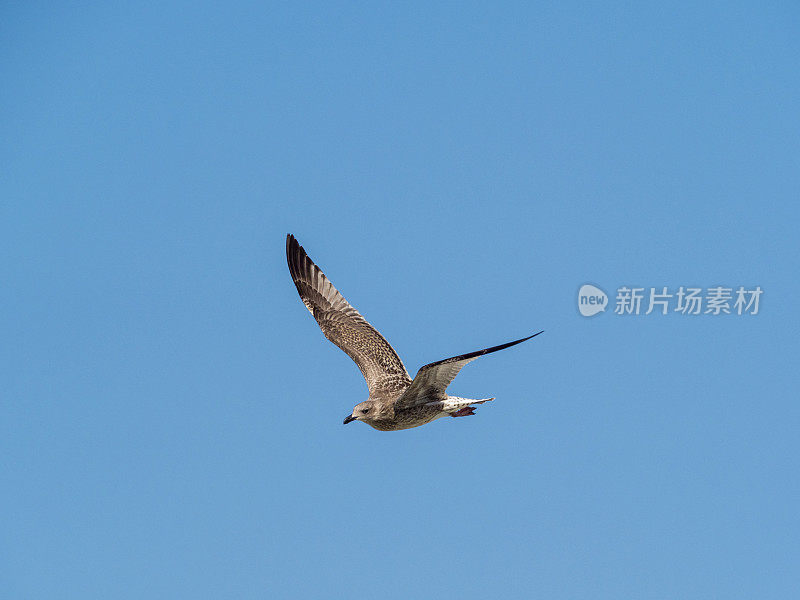 大黑背鸥在飞翔