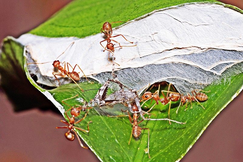 蚂蚁拖着食物往巢里走。