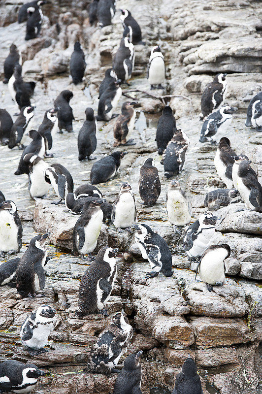 南驴企鹅，贝蒂湾，开普敦省，南非。