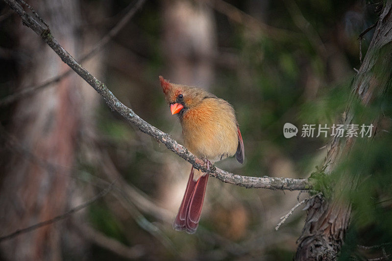 红衣主教红母，(红衣主教红)，红衣主教鸟母，红衣主教罗霍。