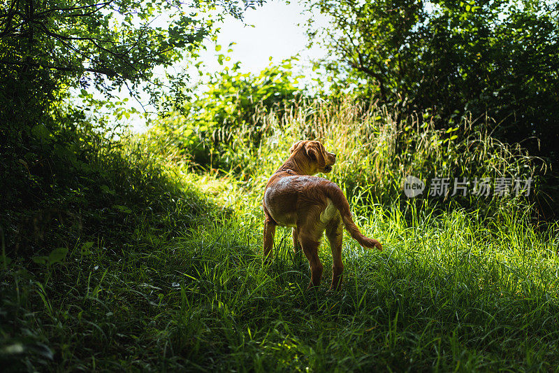 田野里的金毛寻回犬