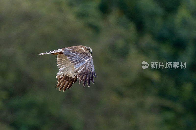 飞行西部沼泽鹞(铜绿马戏团)