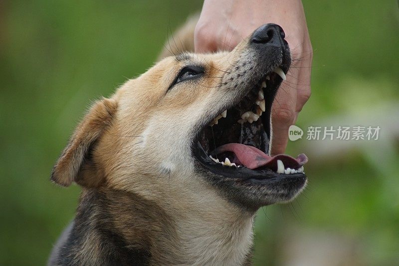 野生宠物狗