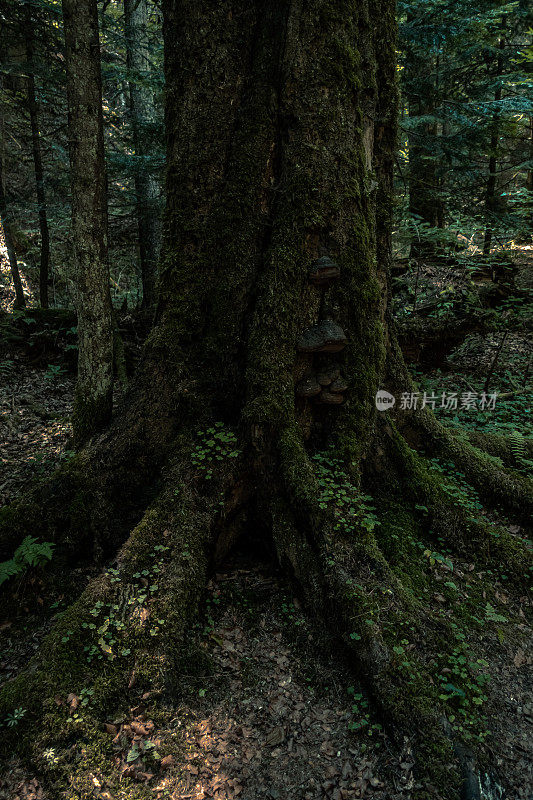 罗马尼亚斯拉提奥拉世俗森林中的树木
