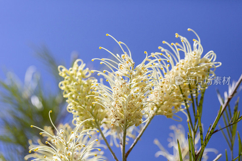 特写美丽的白色瓶刷花，Grevillea，蓝色背景与复制空间