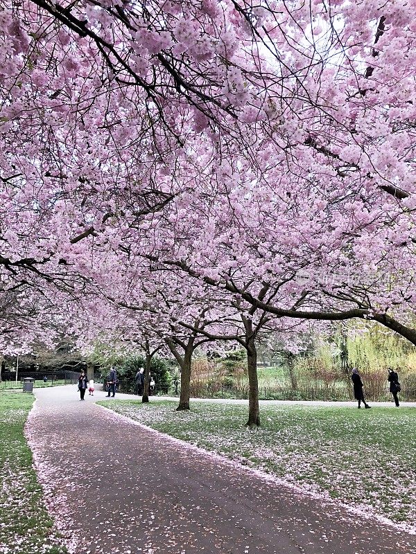 英国公园里娇嫩的粉红色樱花