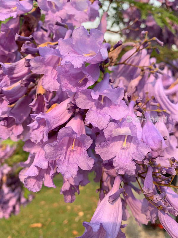 开紫色花的蓝花楹树，悉尼，澳大利亚