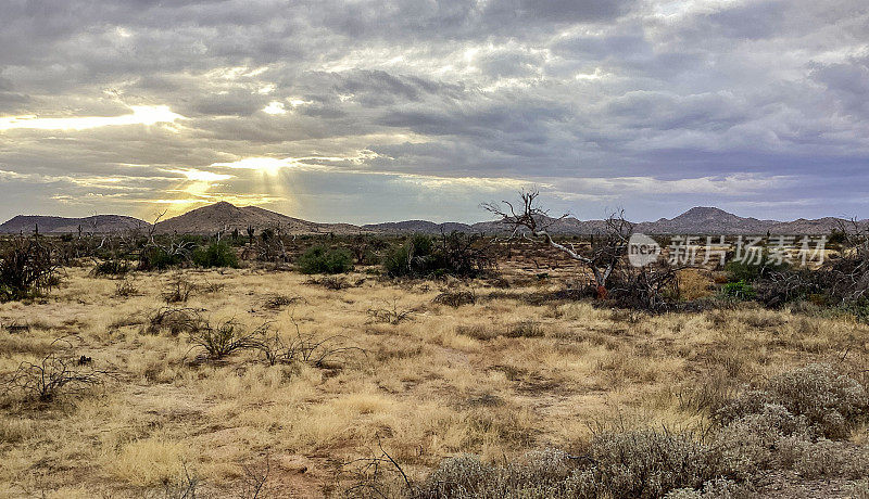 索诺兰沙漠,亚利桑那州