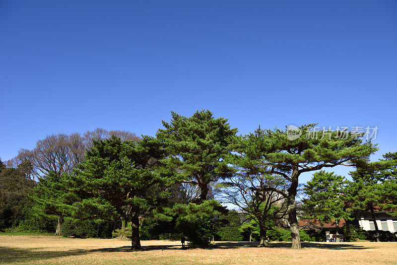 日本松树衬着晴空