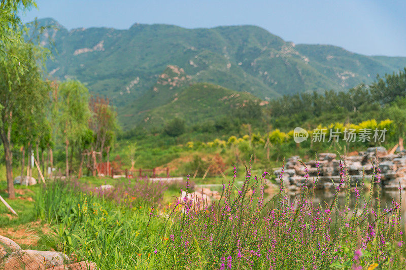 自然背景。绿叶植物和远山。旅游、度假。