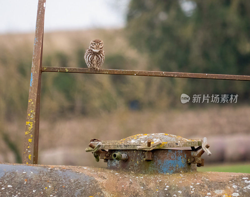 小猫头鹰