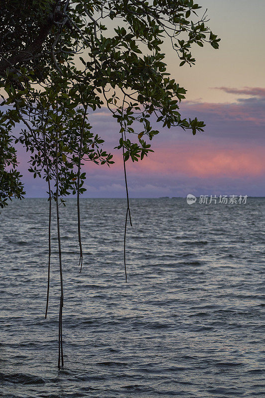 加勒比海国家伯利兹城附近伯利兹河沿岸红树林的美丽日出