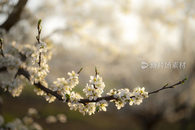 果园春花盛开