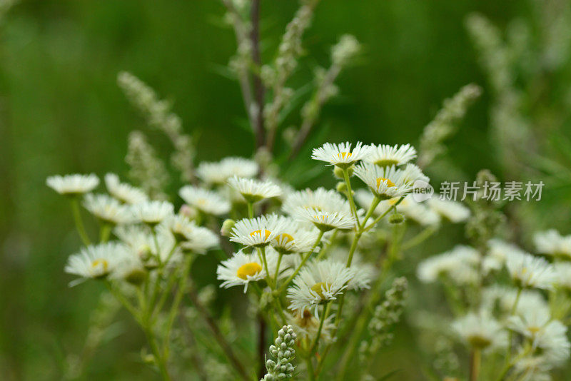 飞蓬属植物annew