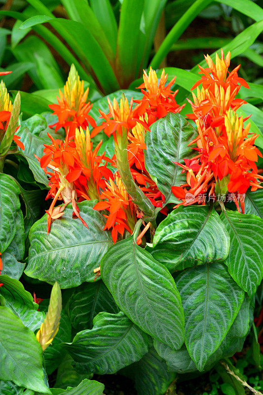 红色开花植物特写镜头