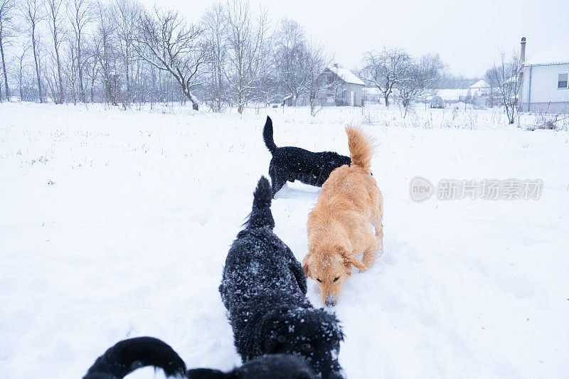 雪地里的乐趣