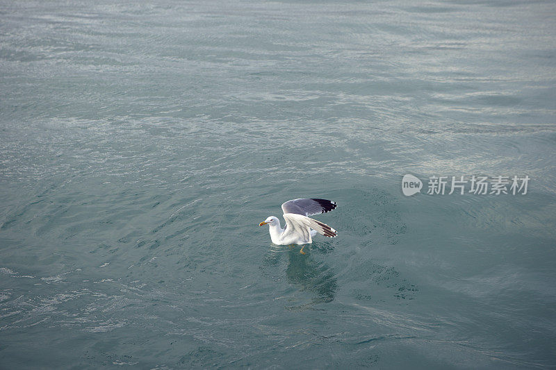 孤独的海鸥在海里游泳