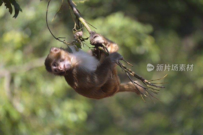 在树林里玩小猴子