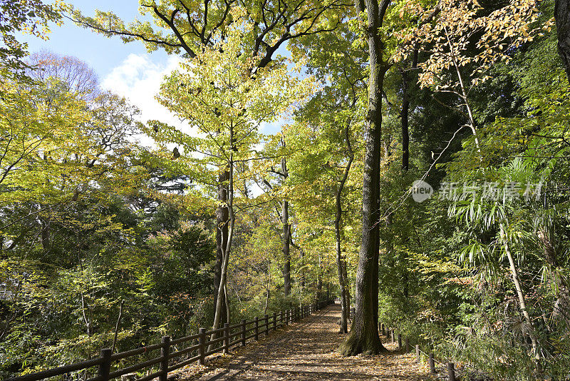 秋色美丽的树叶，Tamagawajosui，日本东京(2021年11月)