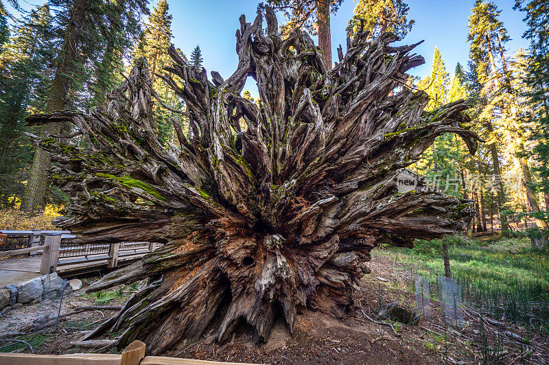 倒下的帝王树，马里波萨红杉林，约塞米蒂国家公园，加利福尼亚