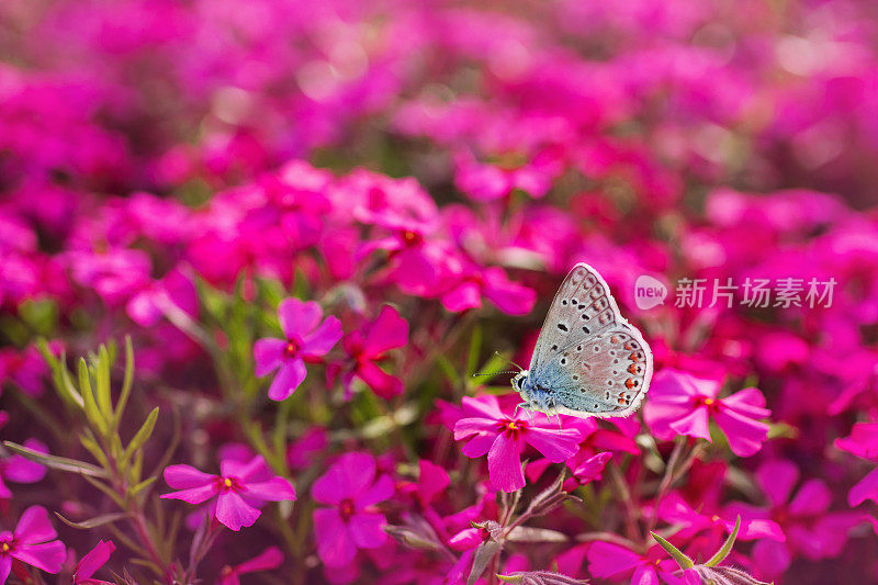 美丽的蓝色蝴蝶坐在一朵红紫色的花上。美丽的夏日自然背景。昆虫的微距照片。