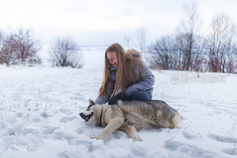 小女孩在雪地里抚摸和玩耍一只西伯利亚哈士奇