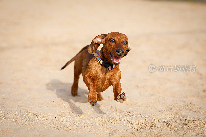 腊肠犬在沙滩上奔跑