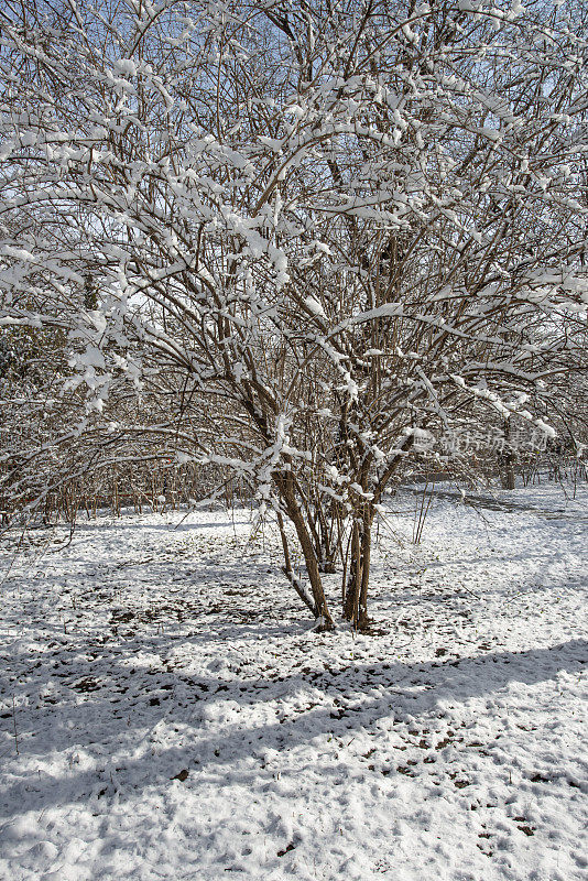 公园里的雪