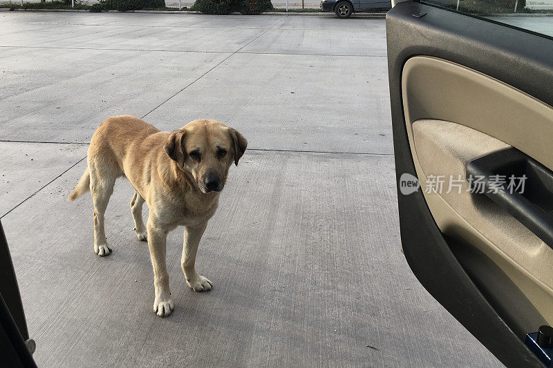 在巡逻站，流浪狗靠近了汽车