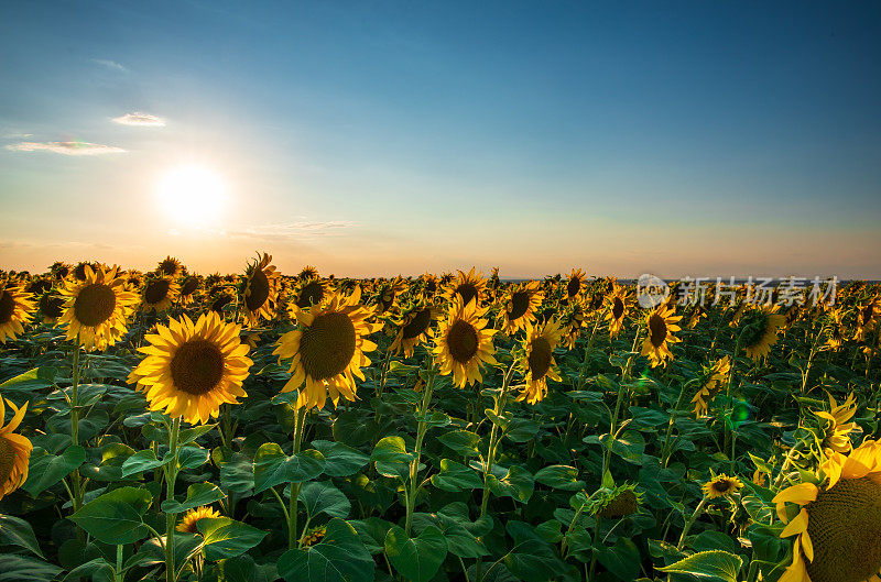 向日葵田与夕阳的背景，镜头耀斑从太阳。一大片盛开的向日葵映衬着夕阳在乡间。金色的小时。库存图片