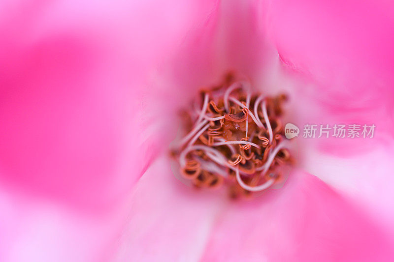 一朵花的微距特写