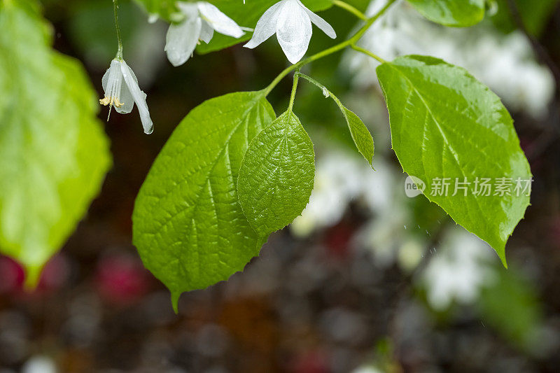 日本开花的树