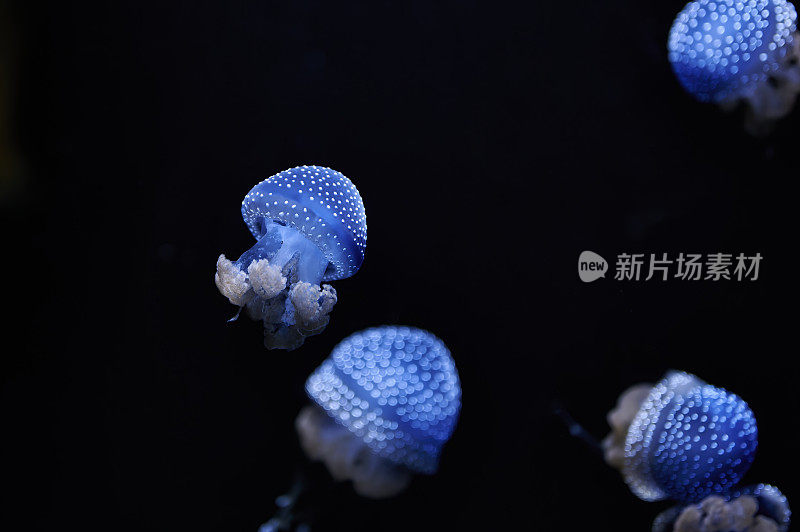 澳大利亚斑点水母，斑点Phyllorhiza，照亮蓝色在水中游泳在黑色的背景