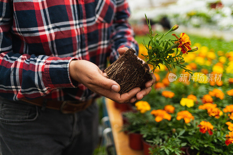 花商拿着新鲜美丽的橙花