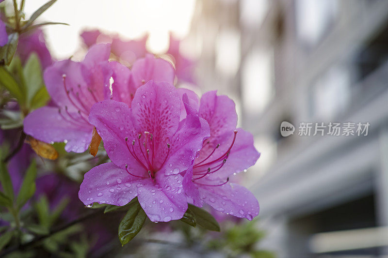 阳光下杜鹃花与水滴的特写