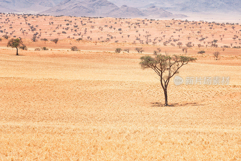 纳米比亚纳米布兰德自然保护区沙漠景观中的金合欢树
