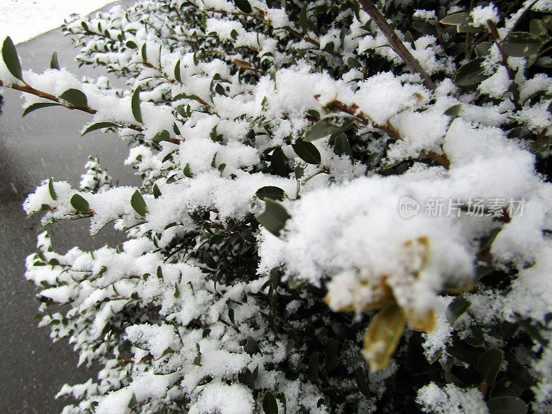 日本。1月。雪下的常绿植物。