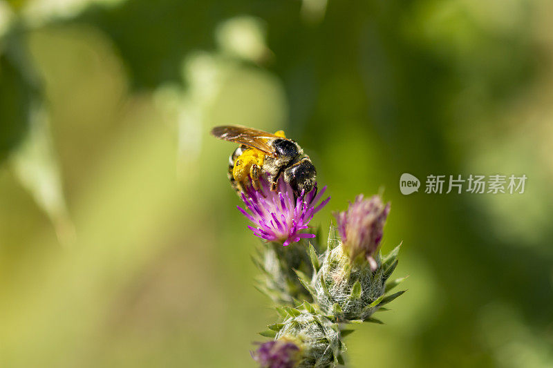 蓟花头状花序，单只蜜蜂被花粉覆盖