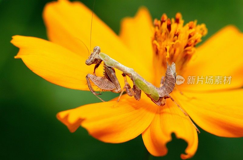 螳螂对黄花动物行为的研究。