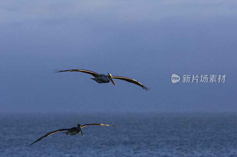 飞越太平洋海岸的褐鹈鹕